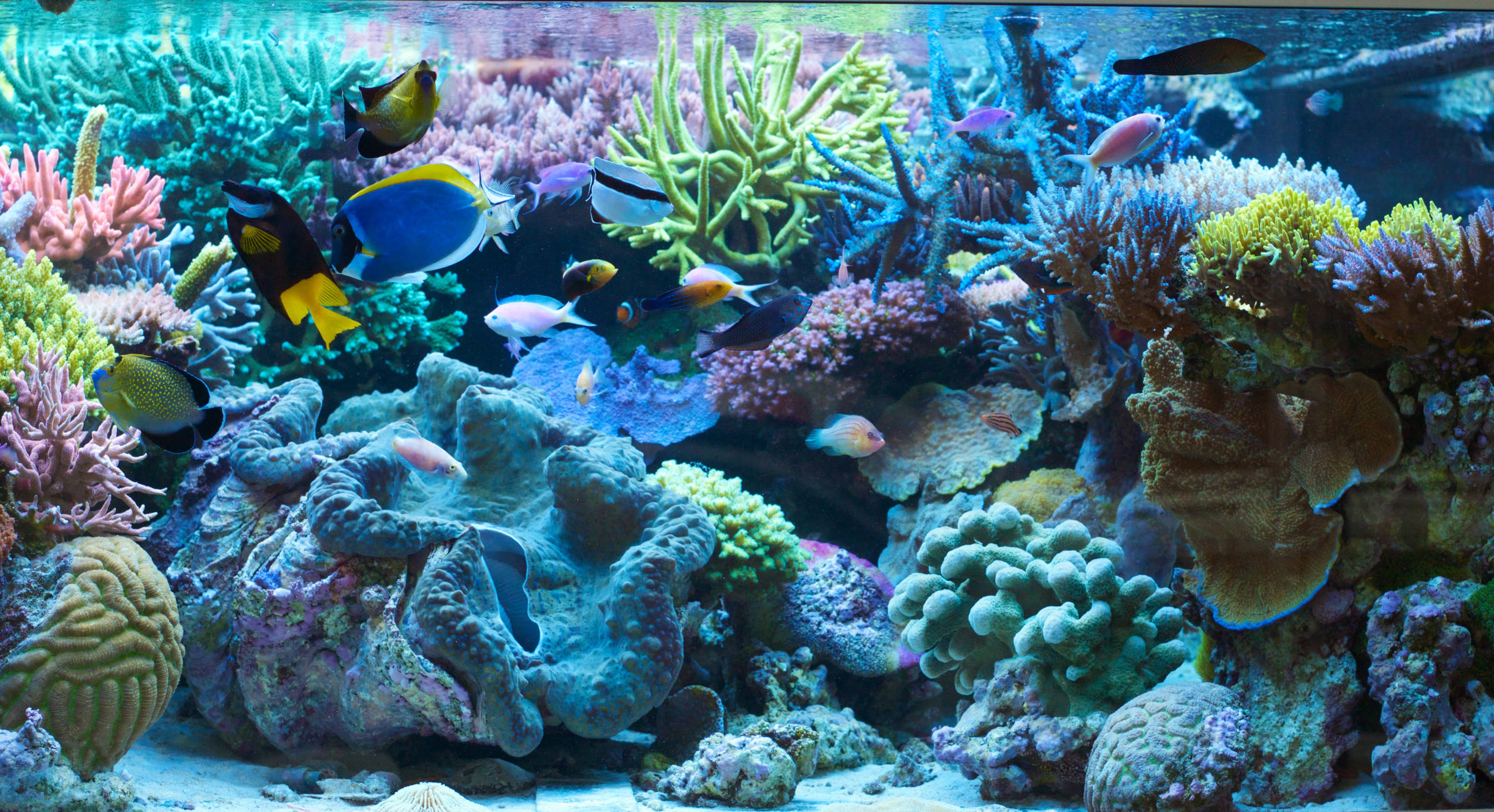 TRITON Show Tank 1.0 — Duesseldorf